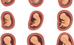 胎儿发育过程图图解（胎儿发育的整个过程图片）