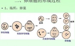 卵细胞过程（卵细胞过程图及图解）