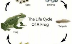 关于青蛙生命过程的信息