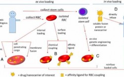 红细胞降解过程（红细胞的降解）