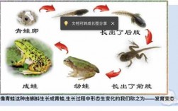 描述青蛙的变化过程的简单介绍