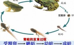 叙述青蛙的发育过程的简单介绍