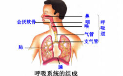 人的呼吸通道过程（人体呼吸通道）