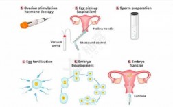 人工授精移植的过程（人工授精和胚胎移植技术）