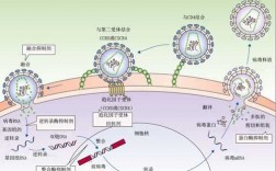 hiv病毒复制过程（hiv病毒复制周期多长）