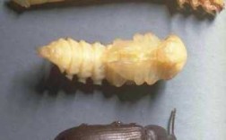 黄粉虫进化过程（黄粉虫进化过程图解）