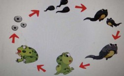 包含小蝌蚪变成青蛙过程的词条