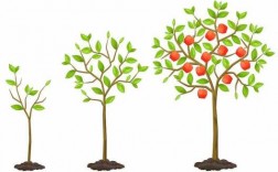 果树成长的过程flash（果树成长过程教材图片）