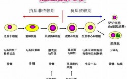 b细胞分为发育过程（b细胞的发育过程为哪三个过程）