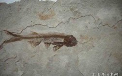 鱼化石的过程（鱼化石讲解）