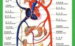 心脏血液循环过程（心脏血液循环过程讲解及瓣膜开闭）