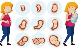 胎儿的形成过程（胎儿的形成过程图解卡通）