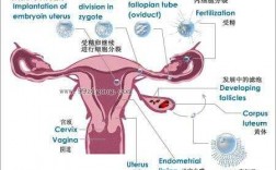 子宫卵巢受孕过程（子宫卵巢受孕过程视频）