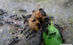 蚂蚁采卵的过程（蚂蚁采集和搬运食物的方式）