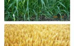 小麦种植过程描述（小麦的种植过程怎么写）