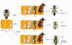 蜜蜂生长过程（蜜蜂生长过程图片）