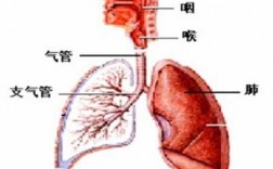 人体咳嗽的过程解剖（咳嗽解剖图）