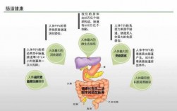 食物进入肠的过程（食物进入肠道的过程）