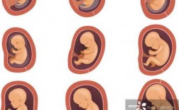 怀孕婴儿发育过程图片（怀孕婴儿发育过程图片视频）