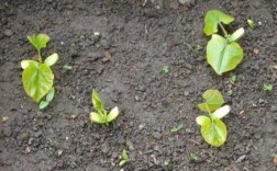 种植长豆角育苗过程（长豆角苗期管理）