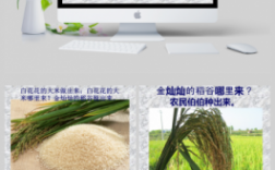 水稻的生长过程-ppt（水稻的生长过程视频）
