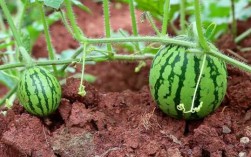 西瓜栽培种植过程（西瓜栽培种植过程视频）