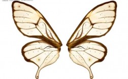 蝴蝶图片过程（蝴蝶图片结构图）