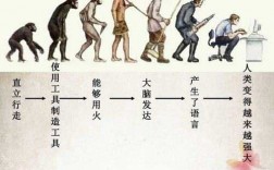人进化的过程（人进化的过程有虫子吗视频）