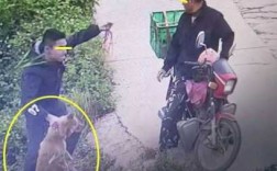 北京偷狗过程（北京昌平偷狗）