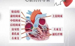 心脏电传导过程（心脏电传导途径）