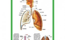 呼吸系统过程包括（呼吸系统的全过程包括哪三样）