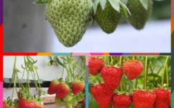 草莓成熟的过程（草莓成熟过程中的变化）
