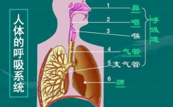 肺部呼吸的过程（肺部呼吸过程图）