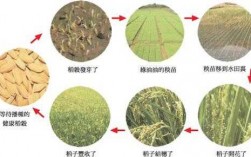 米的生产过程图片（米的生产过程中的环节）