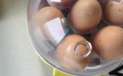 鸡蛋孵小鸡实验过程（鸡蛋孵化实验）