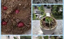 红豆成长过程（红豆成长过程视频）
