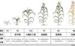 玉米生育过程（玉米生育时期划分图）