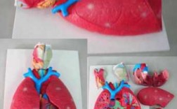 手工制作肺模型过程（手工制作肺模型简单）