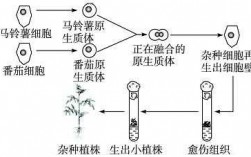 植物杂交过程（植物杂交过程的基本程序）