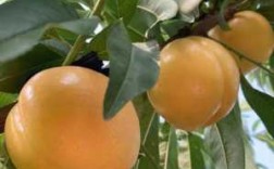 油桃种植过程（种植油桃技术指导）