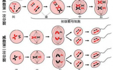 减数分裂过程中染色体减半的简单介绍