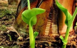 香蕉种子发芽过程图（香蕉种子怎么育苗）