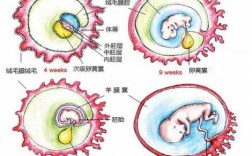 卵黄囊生长过程（卵黄囊生长过程图解）