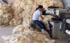 羊皮加工过程（羊皮加工过程视频教程）