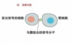 质膜演变过程（质膜的概念）