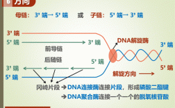 DNA复制过程3点（dna复制的三个过程）
