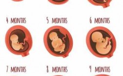 胚胎的过程图片（胚胎的过程图片高清）