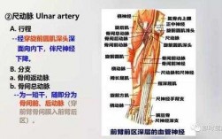 上肢解剖过程（上肢解剖术语）
