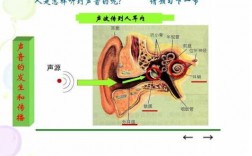 听觉形成的过程（听觉形成的过程示意图）