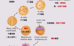 细胞生长过程动画（细胞生长发育过程）